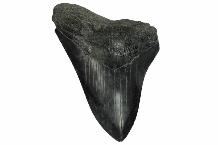 Partial, Fossil Megalodon Tooth - Serrated Blade #185245